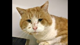 Bagpuss needs a home – Adopt An Isle of Wight Cat| Isle of Wight Radio