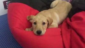 Betty the ability dog
